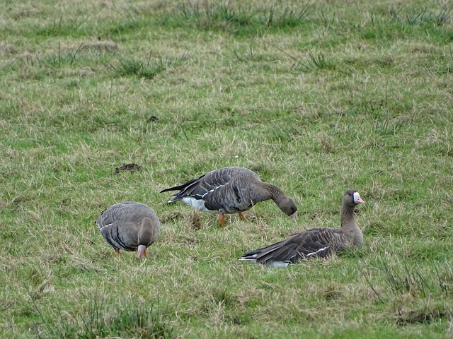 思明辨都成 思明辨都成