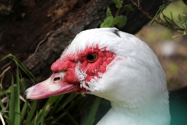 就像他们本 就像他们本